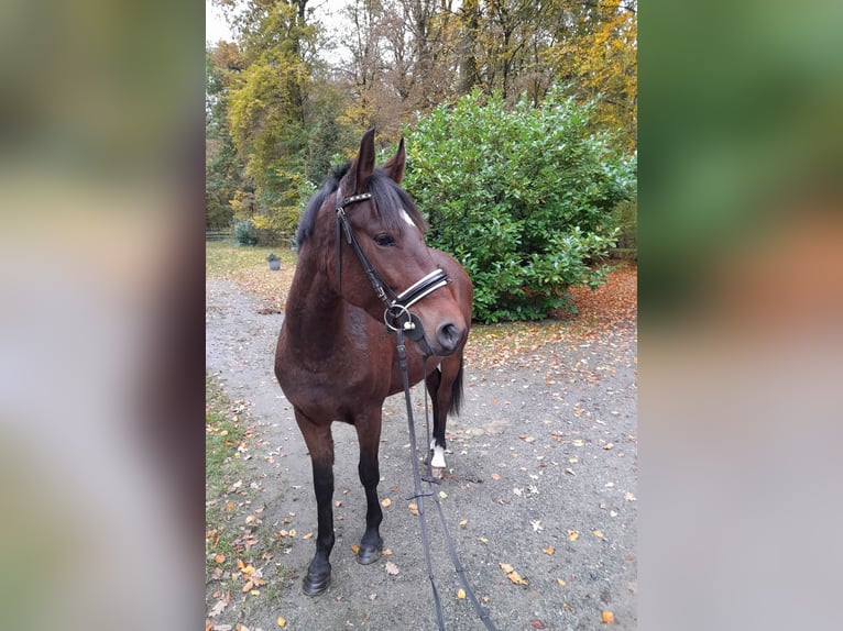 More ponies/small horses Mare 5 years 14,1 hh Brown in Braunschweig