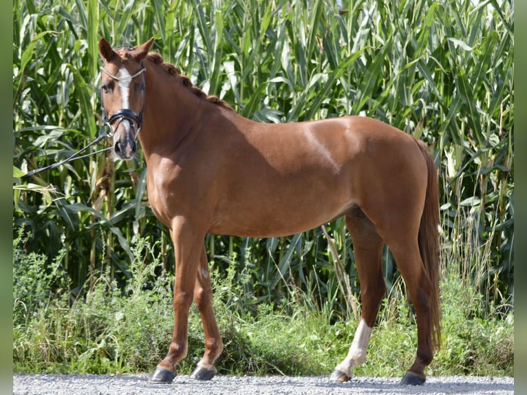 More ponies/small horses Mare 5 years 14,1 hh in Ebenweiler