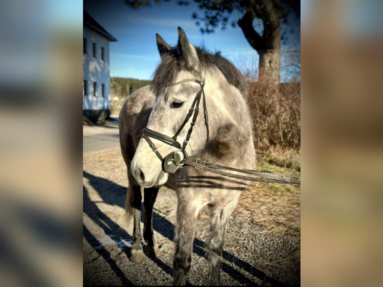 More ponies/small horses Mare 5 years 14,1 hh Gray-Dapple in Pelmberg