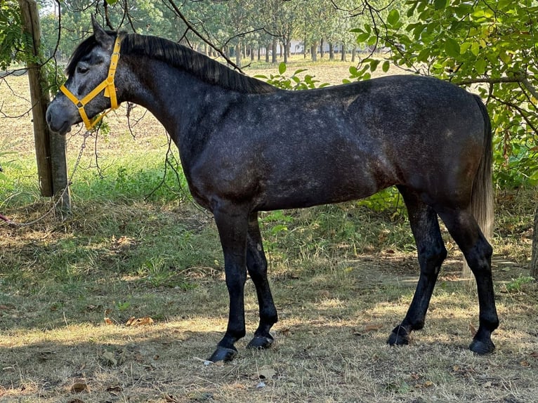 More ponies/small horses Mare 5 years 14,1 hh in Deggendorf