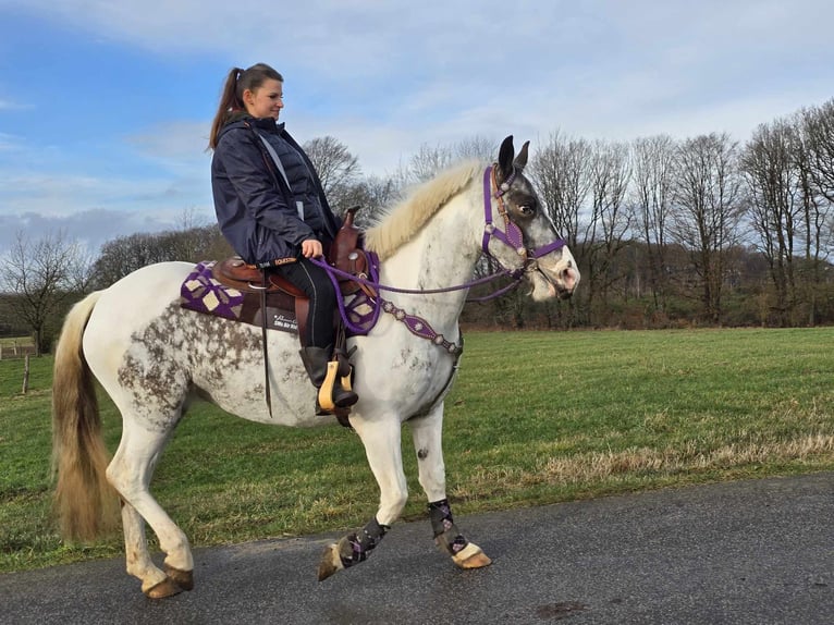 More ponies/small horses Mare 5 years 14,1 hh Pinto in Linkenbach