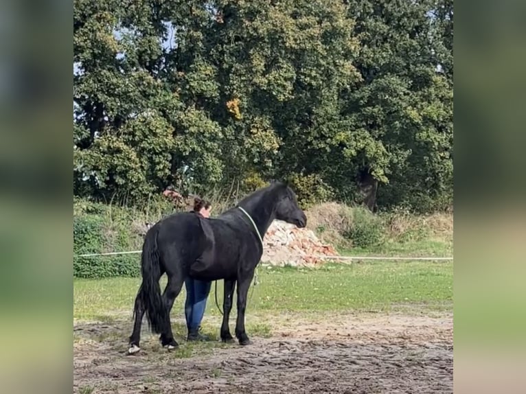 More ponies/small horses Mix Mare 5 years 14,2 hh Black in Schiffdorf