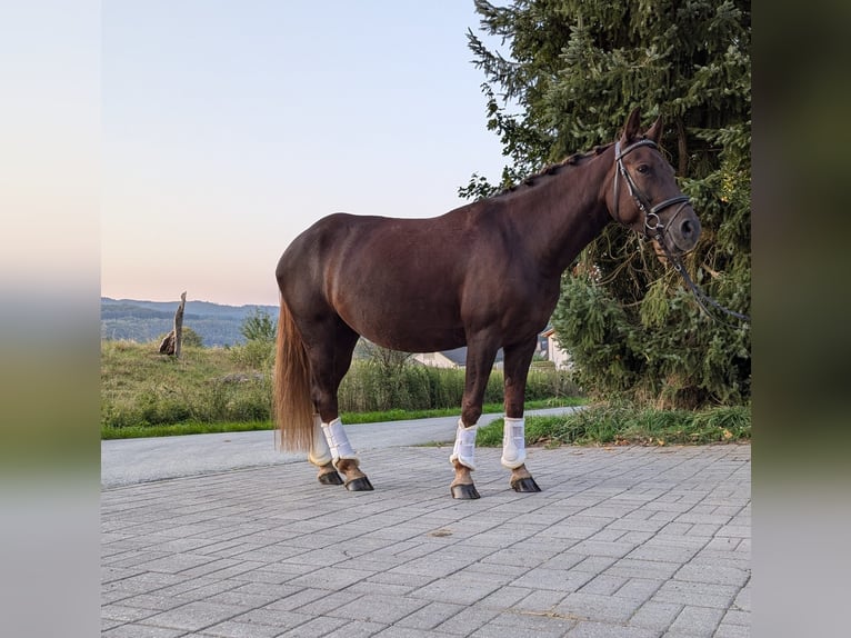 More ponies/small horses Mare 5 years 14,2 hh Chestnut in Braunfels Tiefenbach