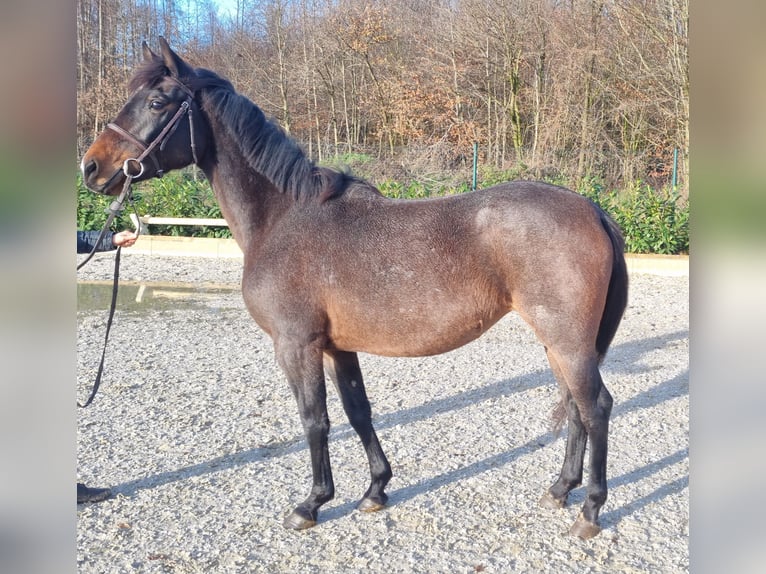 More ponies/small horses Mare 5 years 14,2 hh Gray in Wettrup