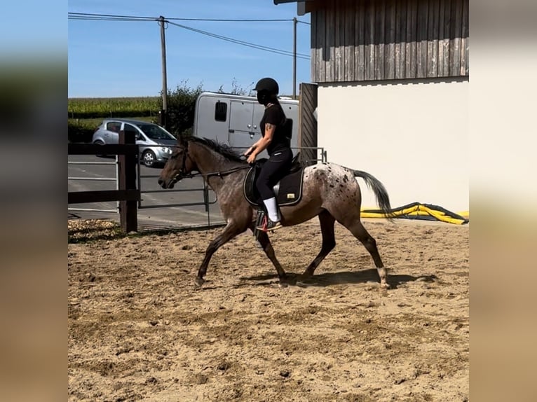 More ponies/small horses Mare 5 years 14,2 hh Leopard-Piebald in Daleiden