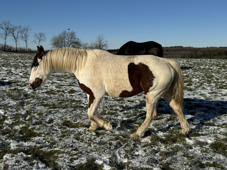 More ponies/small horses Mix Mare 5 years 14,2 hh Pinto in Daleiden