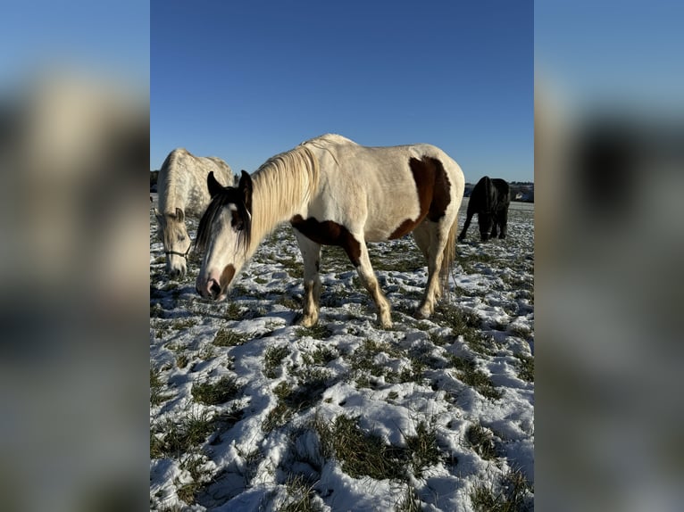 More ponies/small horses Mix Mare 5 years 14,2 hh Pinto in Daleiden