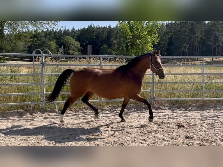 More ponies/small horses Mare 5 years 14,3 hh Brown in Schopfloch