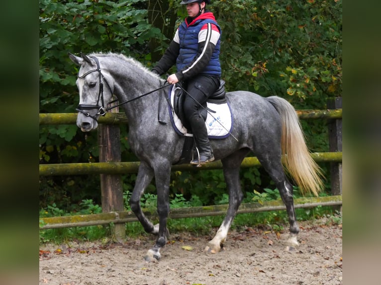 More ponies/small horses Mare 5 years 14,3 hh in Dorsten