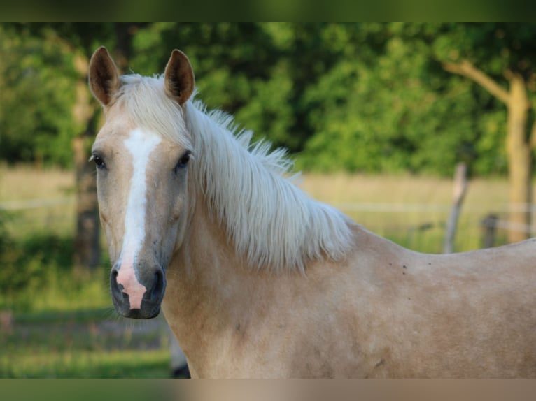More ponies/small horses Mare 5 years 14 hh Palomino in Apen