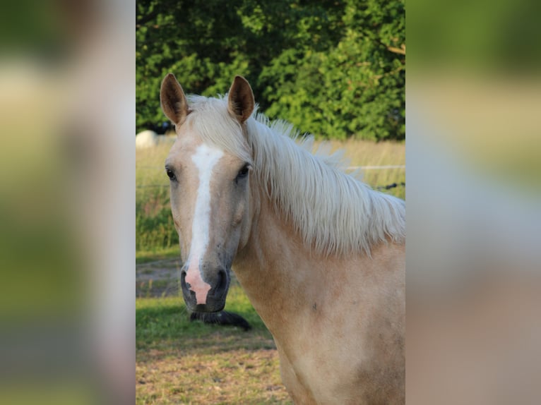 More ponies/small horses Mare 5 years 14 hh Palomino in Apen