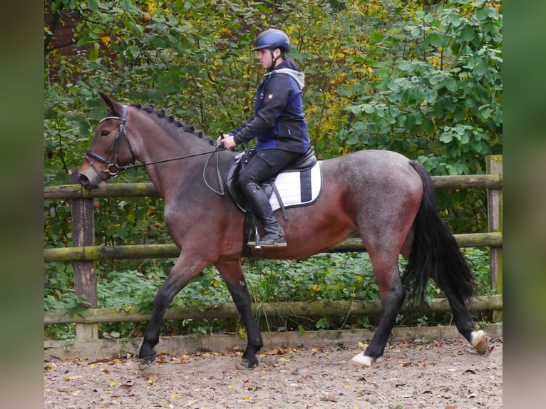 More ponies/small horses Mare 5 years 15,1 hh in Dorsten