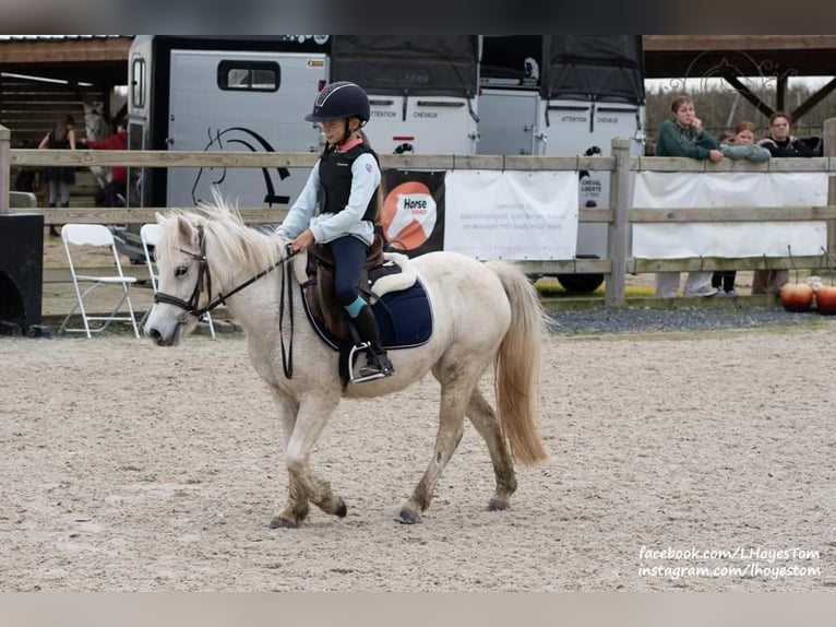 More ponies/small horses Mix Mare 6 years 11,1 hh Gray in Baal