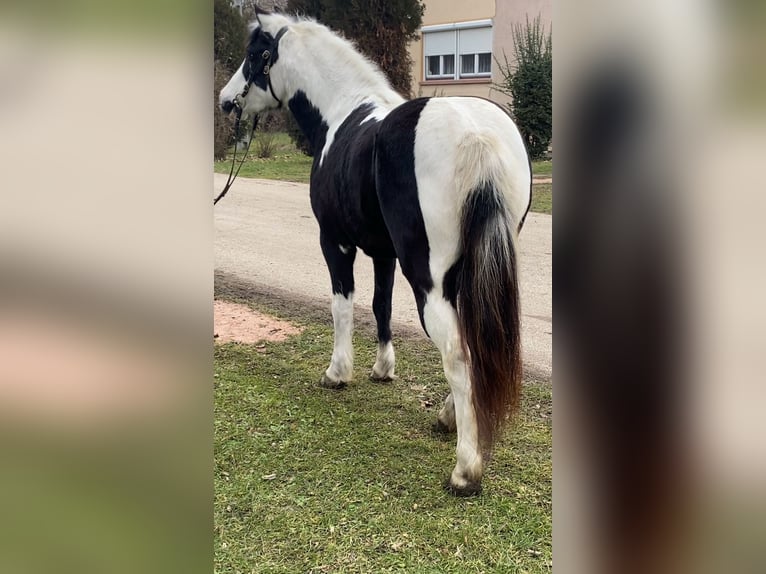 More ponies/small horses Mare 6 years 12,3 hh Pinto in Rechnitz