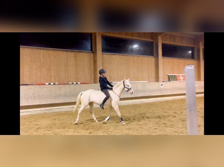 More ponies/small horses Mare 6 years 13,1 hh Cremello in Schlins