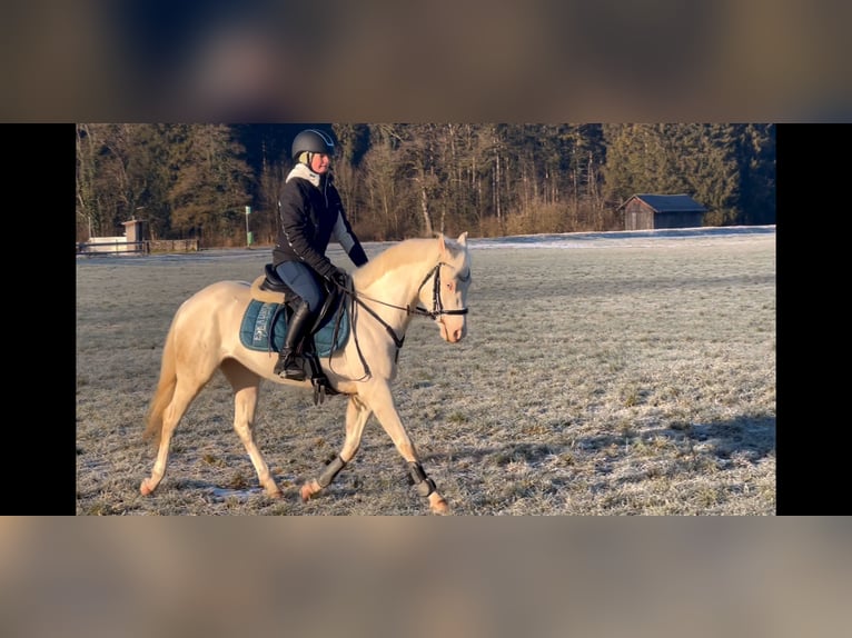 More ponies/small horses Mare 6 years 13,1 hh Cremello in Schlins