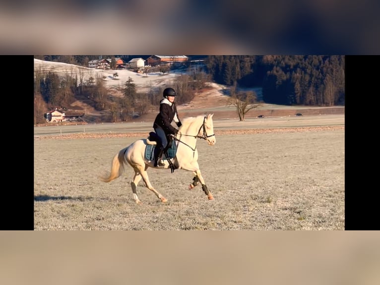 More ponies/small horses Mare 6 years 13,1 hh Cremello in Schlins