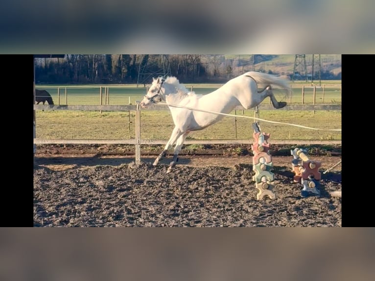 More ponies/small horses Mare 6 years 13,1 hh Cremello in Schlins