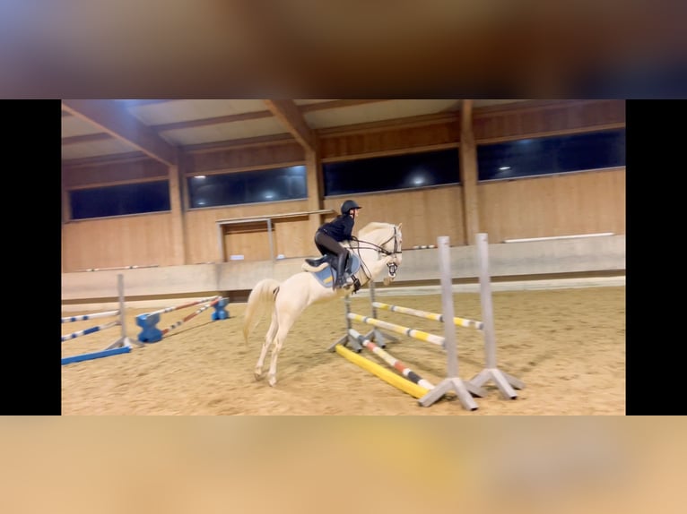 More ponies/small horses Mare 6 years 13,1 hh Cremello in Schlins