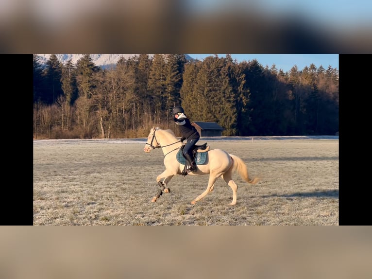 More ponies/small horses Mare 6 years 13,1 hh Cremello in Schlins