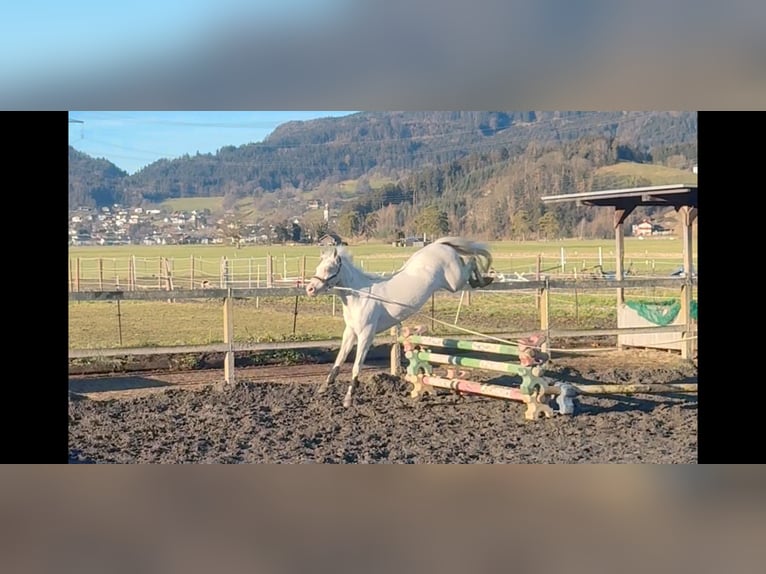 More ponies/small horses Mare 6 years 13,1 hh Cremello in Schlins