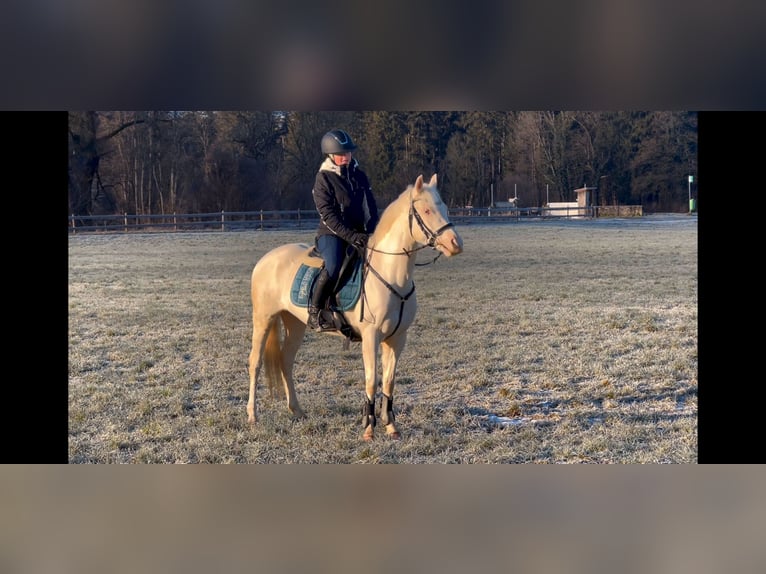 More ponies/small horses Mare 6 years 13,1 hh Cremello in Schlins