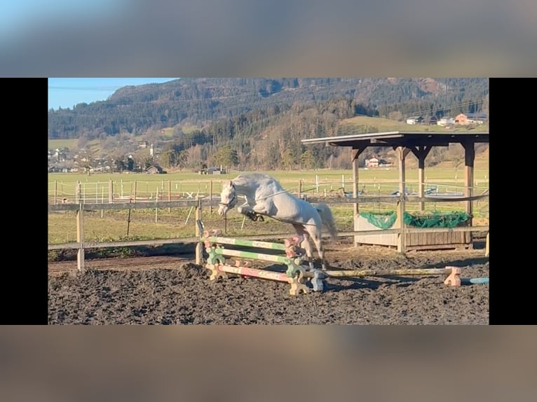 More ponies/small horses Mare 6 years 13,1 hh Cremello in Schlins