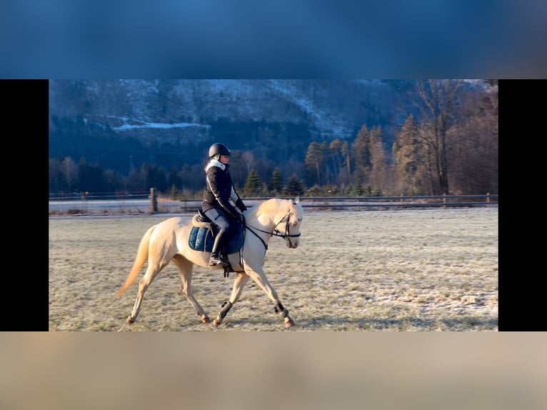 More ponies/small horses Mare 6 years 13,1 hh Cremello in Schlins