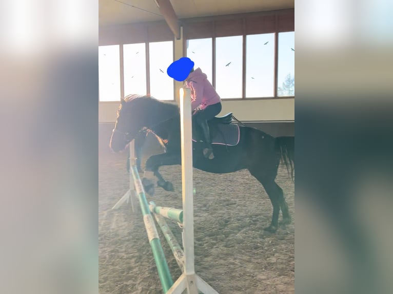 More ponies/small horses Mix Mare 6 years 13,2 hh Black in Rehlingen-Siersburg