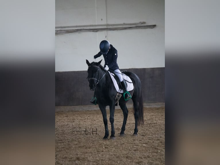 More ponies/small horses Mix Mare 6 years 13,2 hh Black in Rehlingen-Siersburg