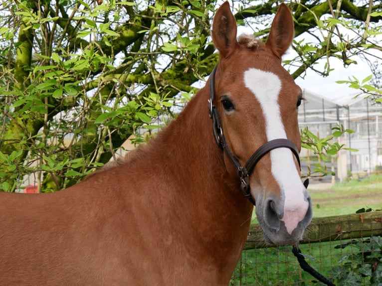 More ponies/small horses Mare 6 years 14,2 hh in Dorsten