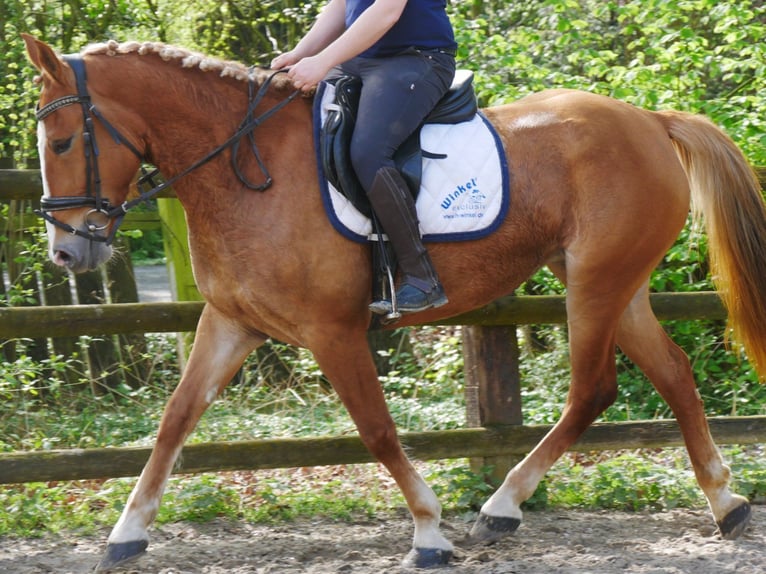 More ponies/small horses Mare 6 years 14,2 hh in Dorsten