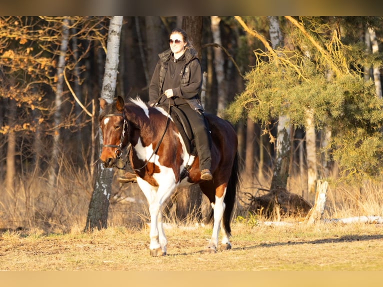 More ponies/small horses Mare 6 years 14,2 hh Pinto in Ribbesbüttel