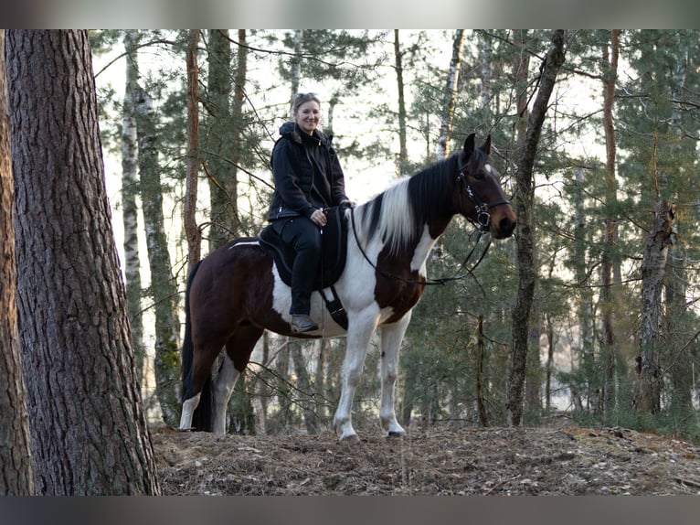 More ponies/small horses Mare 6 years 14,2 hh Pinto in Ribbesbüttel