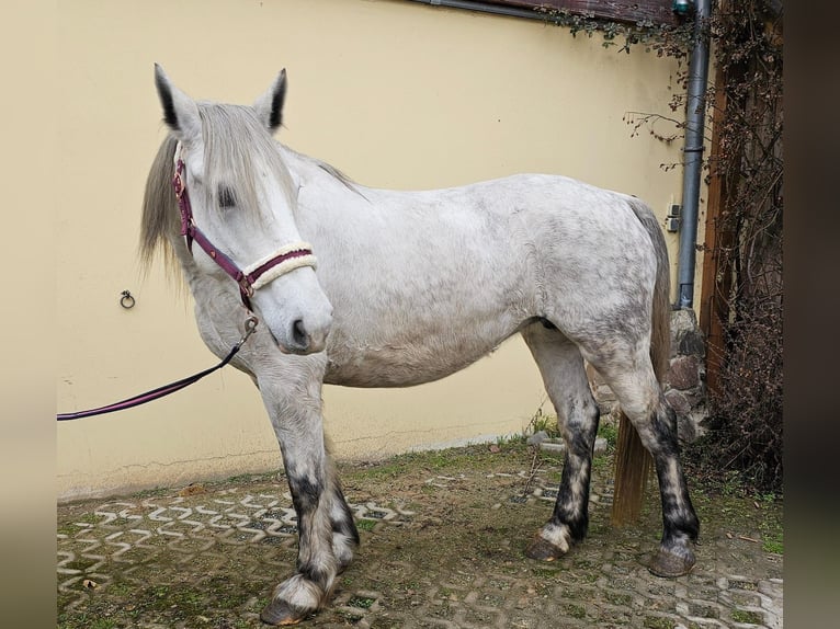 More ponies/small horses Mare 6 years 14,3 hh Gray-Dapple in Bad Camberg