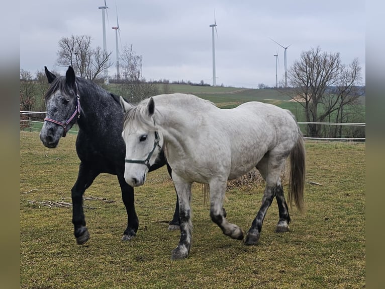 More ponies/small horses Mare 6 years 14,3 hh Gray-Dapple in Bad Camberg