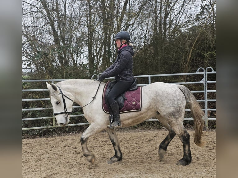 More ponies/small horses Mare 6 years 14,3 hh Gray-Dapple in Bad Camberg