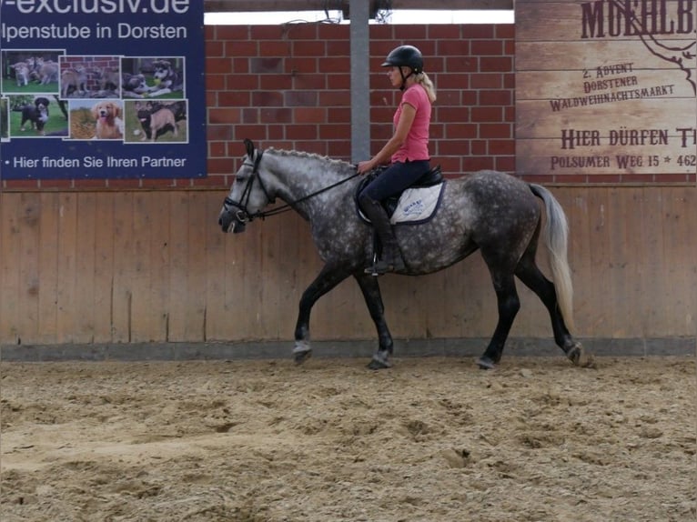 More ponies/small horses Mare 6 years 14,3 hh in Dorsten