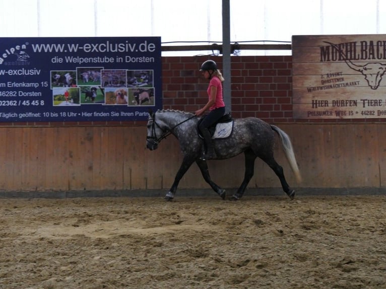 More ponies/small horses Mare 6 years 14,3 hh in Dorsten