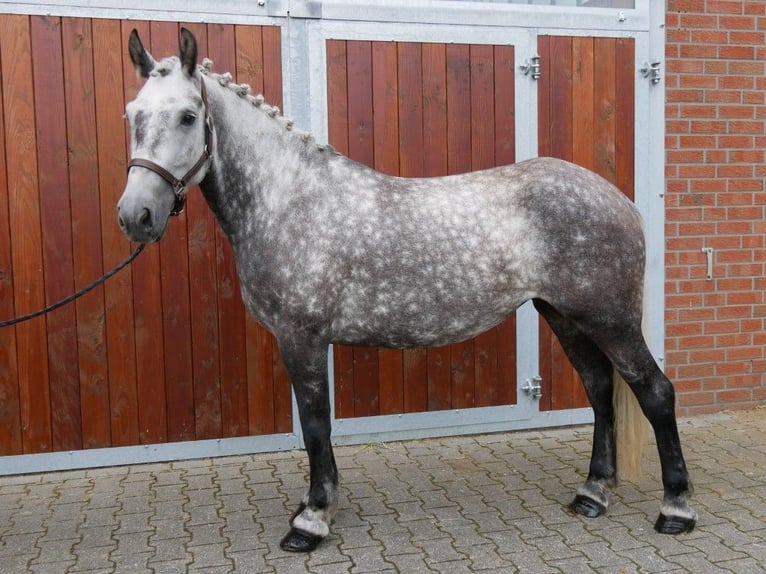 More ponies/small horses Mare 6 years 14,3 hh in Dorsten