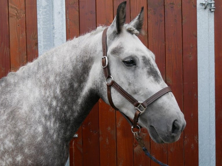 More ponies/small horses Mare 6 years 14,3 hh in Dorsten