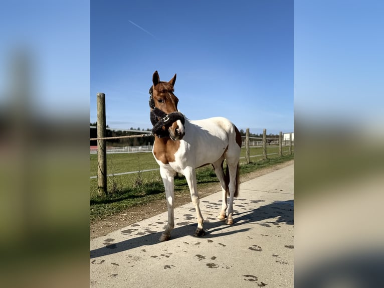 More ponies/small horses Mare 6 years 14 hh Pinto in Schnaittach
