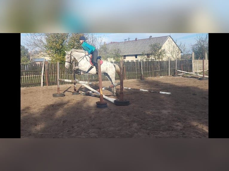 More ponies/small horses Mare 6 years 15,1 hh Leopard-Piebald in Radziejów