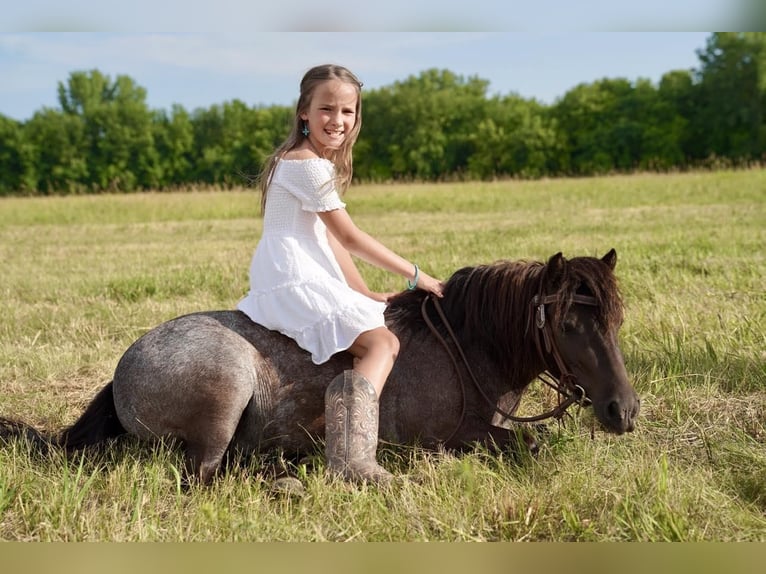 More ponies/small horses Mare 6 years 9 hh Roan-Blue in Valley Springs, SD
