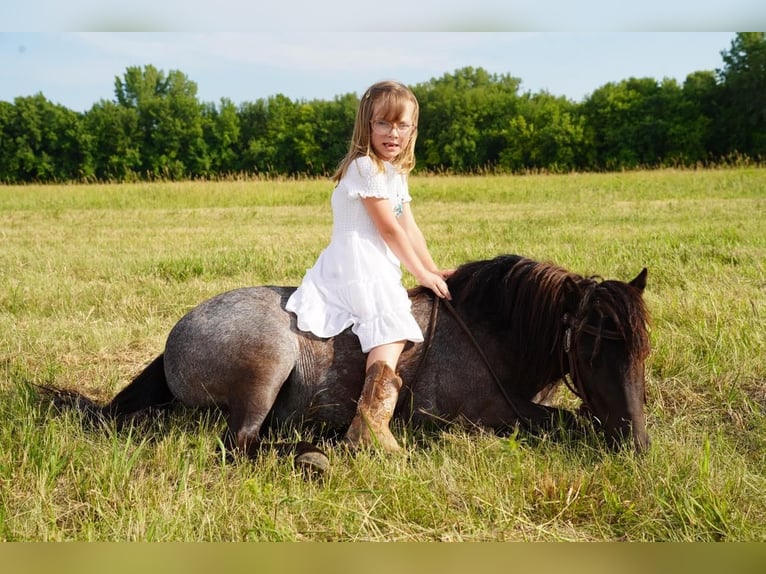 More ponies/small horses Mare 6 years 9 hh Roan-Blue in Valley Springs, SD