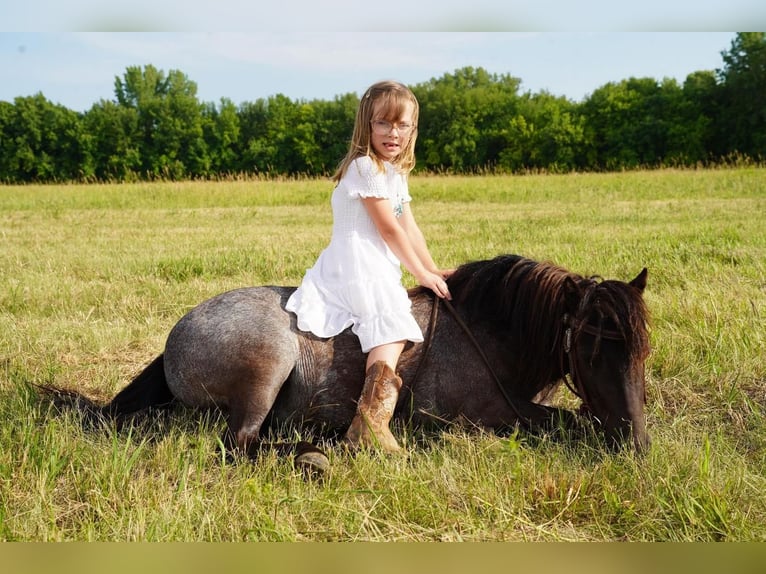 More ponies/small horses Mare 6 years 9 hh Roan-Blue in Valley Springs