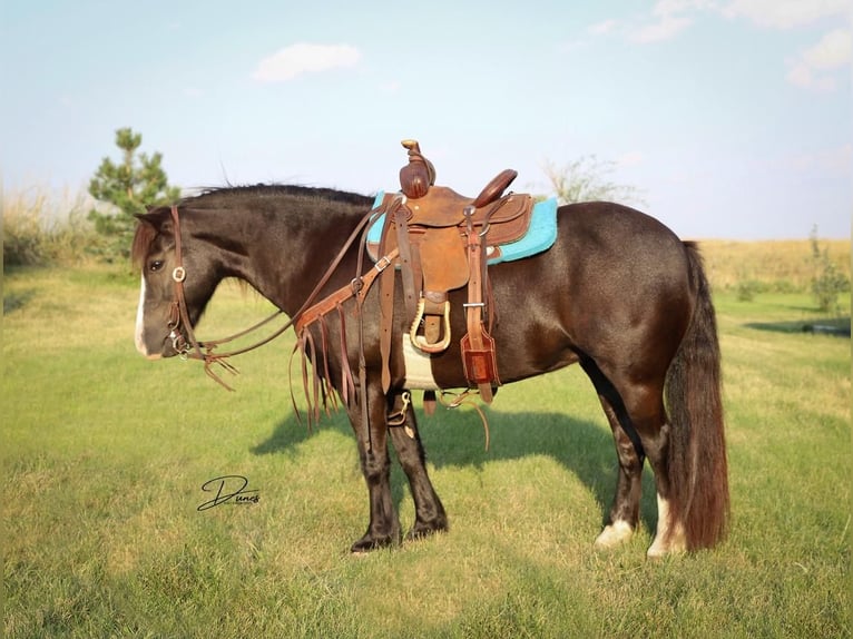 More ponies/small horses Mare 7 years 11,2 hh Black in Thedford, NE