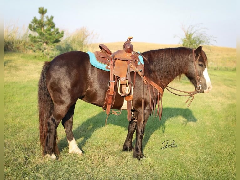 More ponies/small horses Mare 7 years 11,2 hh Black in Thedford, NE