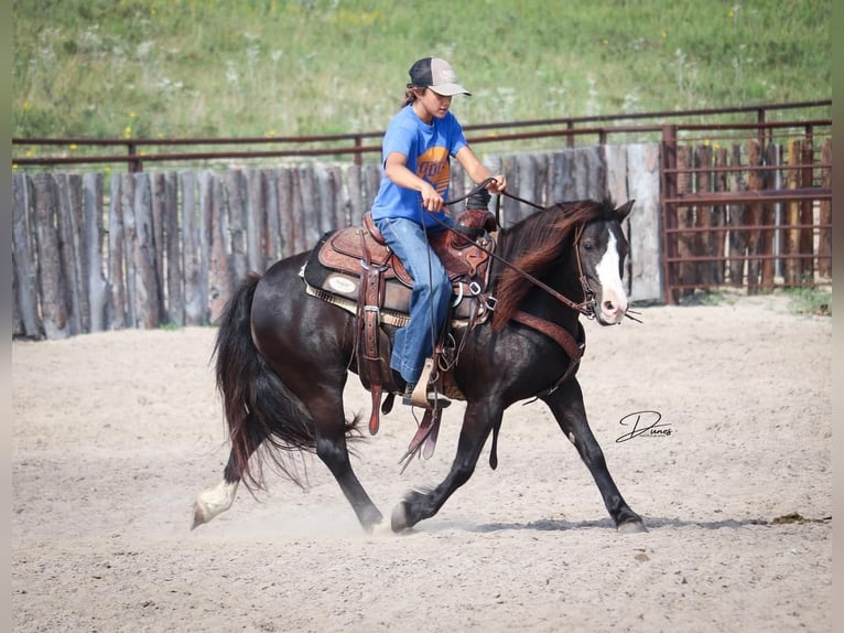 More ponies/small horses Mare 7 years 11,2 hh Black in Thedford, NE