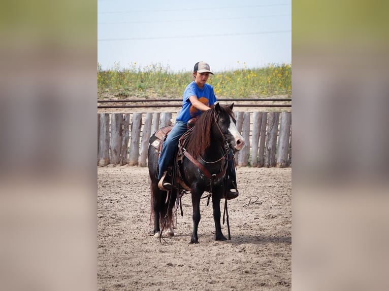 More ponies/small horses Mare 7 years 11,2 hh Black in Thedford, NE